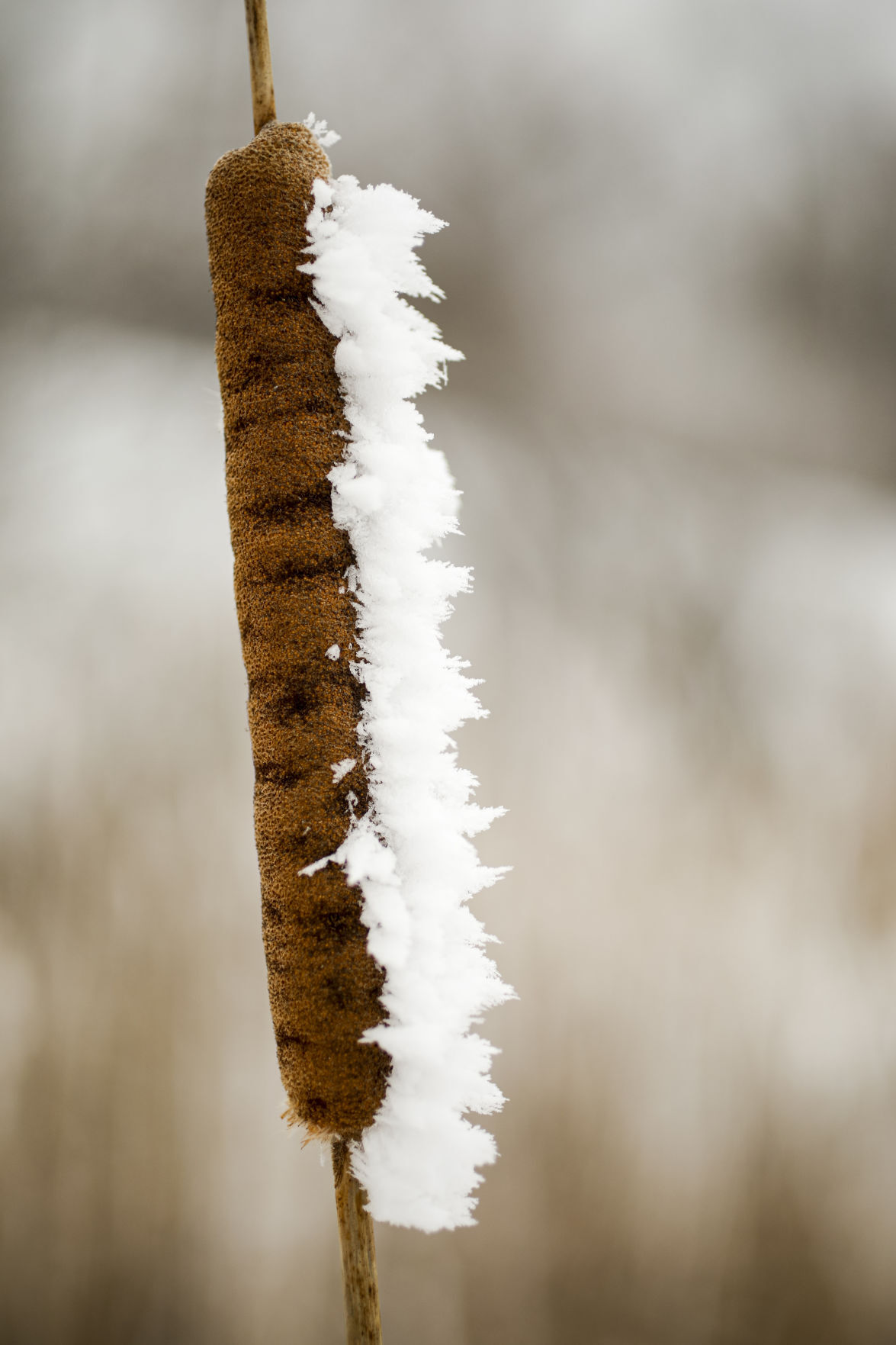 Rime Ice 010420 13-01042021170352